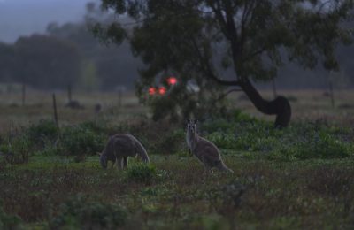 Australien 2022, Afsnit 3