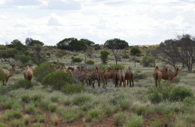 Australien 2023, Afsnit 2